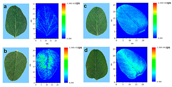 光聲無標(biāo)記成像與傳統(tǒng)熒光標(biāo)記法信噪比對比圖