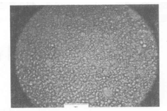 40%LC的PDLC在200倍顯微鏡下照片標尺為125微米 40%LC的PDLC在200倍顯微鏡下照片標尺為125微米