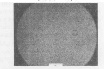 50%LC的PDLC在200倍顯微鏡下照片標尺為125微米 50%LC的PDLC在200倍顯微鏡下照片標尺為125微米
